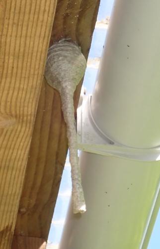 Dolichovespula media